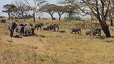 TANZANIA - Serengeti National Park - Elefanti - 04